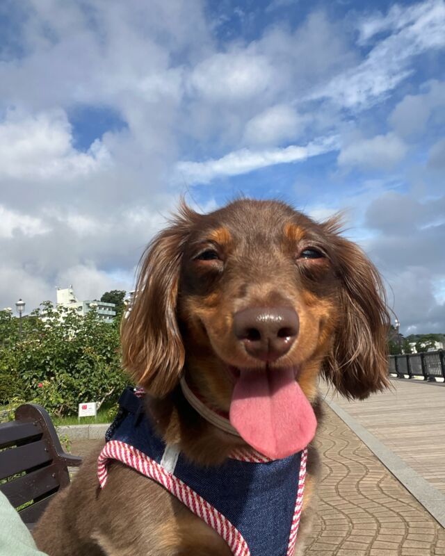 今日の#お散歩🐶 
涼しい時間にチョコちゃんとお散歩❣️
笑顔のチョコちゃんでした💓

#笑顔のループ 
#笑顔のバトン 
#笑顔が人を幸せにする 
#犬の笑顔 
#犬の笑顔フォトコンテスト 
#笑顔選手権 
#カニンヘン 
#カニンヘンダックス 
#カニンヘンダックスフンド 
#ダックス 
#ダックスフンド 
#犬のいる暮らし 
#犬のいる生活 
#犬の散歩 
#今日のわんこ 
#犬好き 
#犬好きな人と繋がりたい 
#犬好きさんと繋がりたい 
#いぬすたぐらむ 
#いぬすきさんと繋がりたい🐶