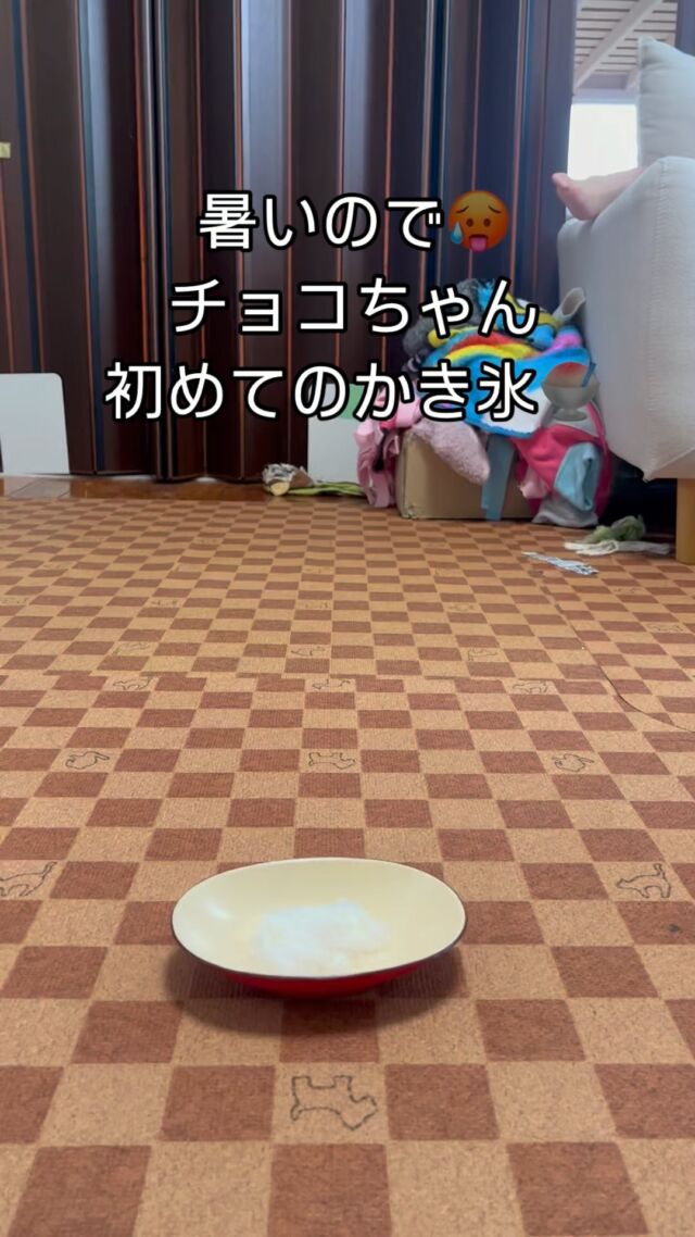 毎日#暑い日 が続いてますね🥵
チョコちゃんにも#かき氷 🍧をおすそ分けしてみました🎶

美味しそうにペロリ😋

#犬のいる暮らし 
#いぬのいる生活 
#犬のいる生活 
#いぬのきもち 
#いぬのいる生活 
#犬とかき氷 
#ダックス 
#ダックスフンド 
#ダックスフント 
#カニンヘン 
#カニヘン 
#カニンヘンダックス 
#カニヘンダックス 
#カニンヘンダックスフンド 
#カニヘンダックスフンド 
#犬好きな人と繋がりたい 
#いぬすきさんと繋がりたい🐶 
#犬好きさんと繋がりたい 
#短足部 
#いぬすたぐらむ 
#いぬすたぐらむ🐶