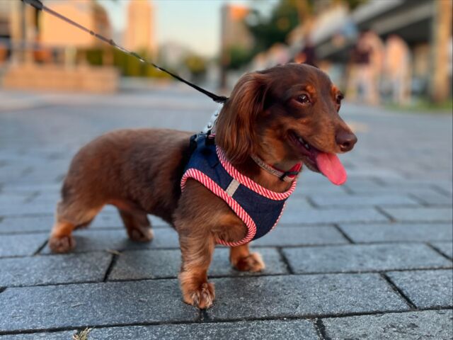 おはようございます😊
梅雨があけて、本格的な夏ですね☀️
暑い日が続きますがチョコちゃんも私も熱中症には気をつけたいと思います🥵

今日も良い1日になりますように💖

#カニンヘン 
#カニンヘンダックス 
#カニンヘンダックスフンド 
#カニヘン 
#カニヘンダックス 
#カニヘンダックスフンド 
#犬とおさんぽ 
#熱中症 
#いぬのいる暮らし 
#いぬのいる生活 
#いぬすたぐらむ 
#いぬすきさんと繋がりたい🐶 
#いぬすきな人と繋がりたい 
#犬好きな人と繋がりたい