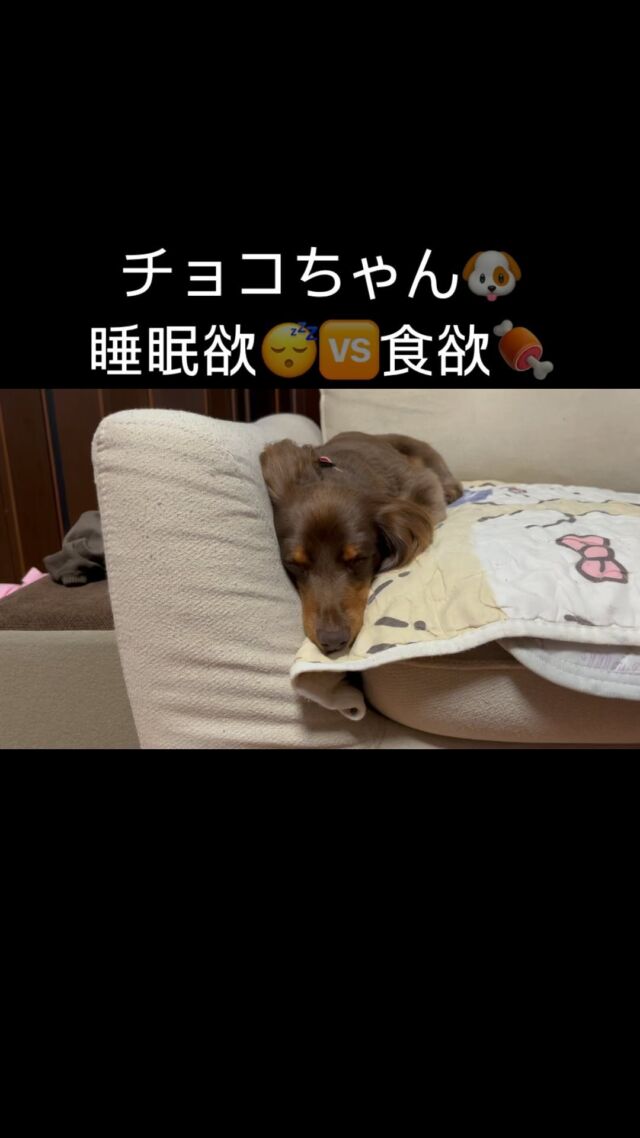 チョコちゃんのチャレンジ動画です❣️
食欲も睡眠欲も強いチョコちゃんですが、どっちが勝つか動画にしてみました。

#チャレンジ動画 
#カニンヘン 
#カニンヘンダックス 
#カニンヘンダックスフンド 
#カニヘン 
#カニヘンダックス 
#カニヘンダックスフンド 
#ダックス 
#ダックスフンド 
#チョコタン 
#チョコタンダックス 
#犬好きな人と繋がりたい 
#犬好きさんと繋がりたい 
#いぬすきさんと繋がりたい🐶 
#いぬすきさんと繋がりたい 
#いぬすたぐらむ 
#犬の動画チャレンジ