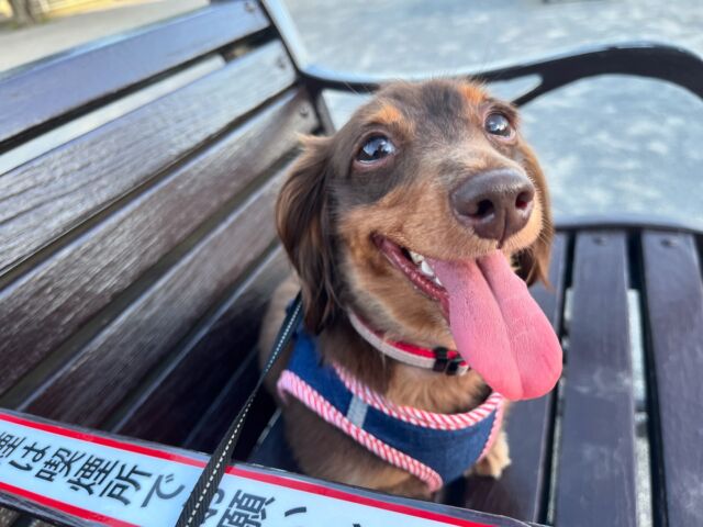 おはようございます☀
涼しいうちにチョコちゃんと元気にお散歩🐶
とはいえ、帰ってくると汗だくですね💦

#ダックス 
#ダックスフンド 
#カニンヘン 
#カニンヘンダックス 
#カニンヘンダックスフンド 
#犬とお散歩 
#いぬすたぐらむ 
#犬好きな人と繋がりたい 
#いぬすきさんと繋がりたい🐶