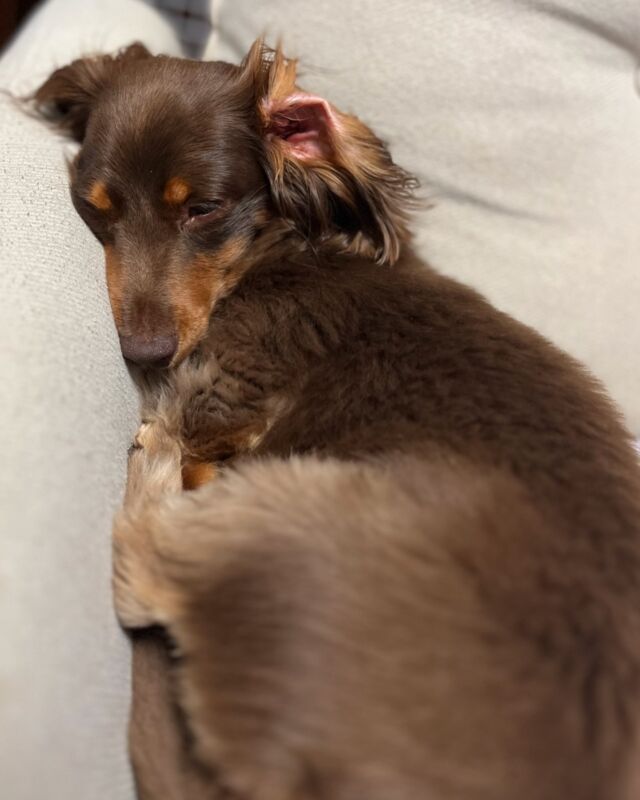 ぷくぷくのチョコちゃん🐶🥰
暑くて少しお散歩の回数が減ってしまいなんだかぷくぷくです💦

#カニンヘン 
#カニンヘンダックス 
#カニンヘンダックスフンド 
#カニヘン 
#カニヘンダックス 
#カニヘンダックスフンド 
#カニーヘン 
#カニーヘンダックス 
#カニーヘンダックスフンド 
#犬のお昼寝 
#犬好きな人と繋がりたい 
#犬好きさんと繋がりたい 
#いぬすきさんと繋がりたい🐶