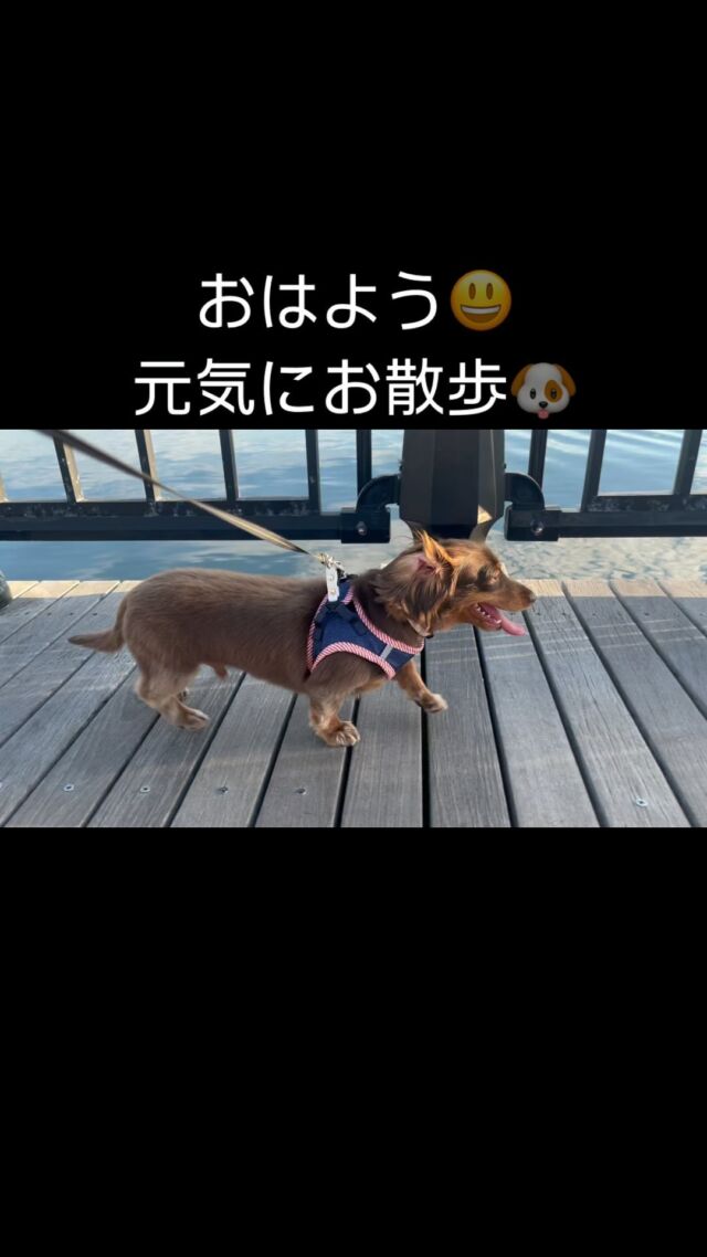 おはようございます😃
連日の猛暑ですが、チョコちゃん元気です😊
大好きなお散歩でご機嫌です💖

#カニンヘン 
#カニヘン 
#カニンヘンダックス 
#カニンヘンダックスフンド 
#いぬとさんぽ 
#今日のわんこ 
#いぬすきさんと繋がりたい🐶 
#犬好きな人と繋がりたい 
#犬好きさんと繋がりたい