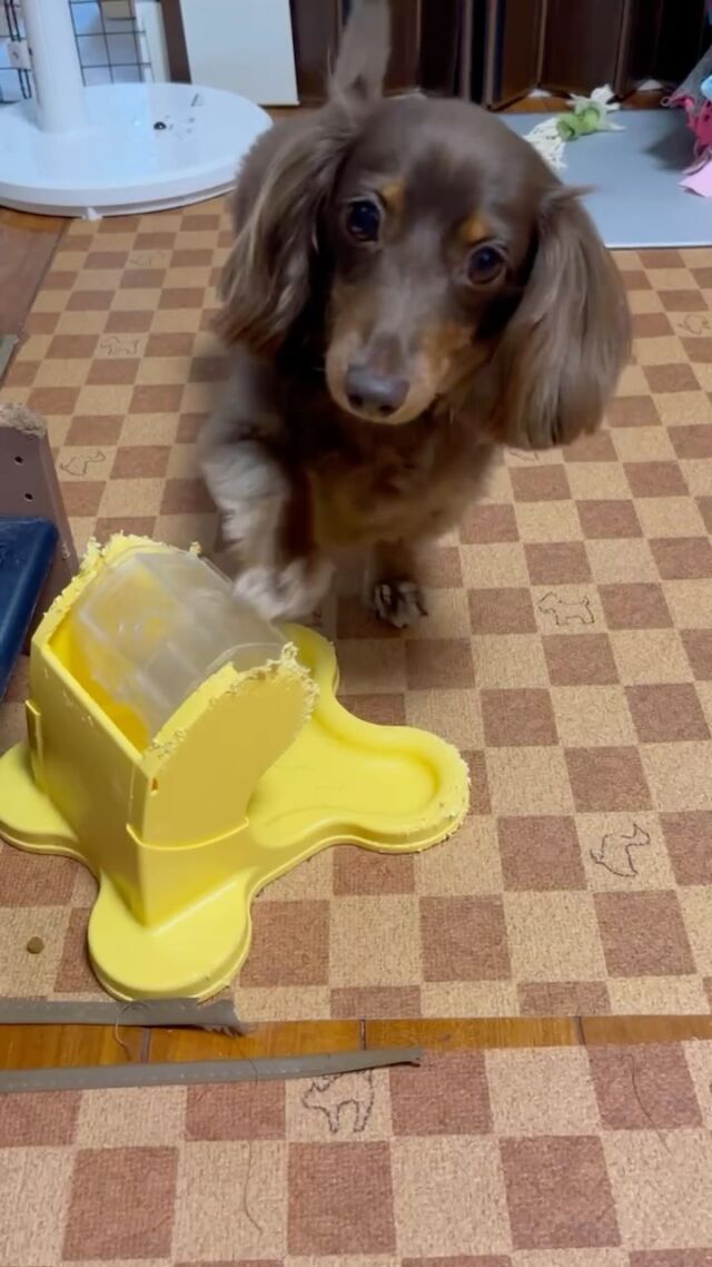 カメラ目線で大好きなご飯を食べるチョコちゃん🐶
いつも美味しそうに食べてくれます😋

クルクルを噛み噛みし過ぎてボロボロな件💦

#ドギーマン 
#でるでるじはんき 
#いぬすきさんと繋がりたい🐶
 #犬好きな人と繋がりたい 
#カニンヘン 
#カニンヘンダックス 
#カニンヘンダックスフンド 
#かにんへんだっくすふんど 
#短足部 
#ご飯だいすき犬