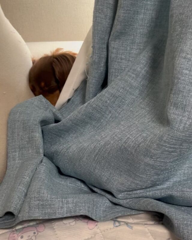おはようございます😊
カーテンに包まりながら寝ているチョコちゃん🐶💤

#犬の寝顔 
#いぬの寝顔 
#変な寝方 
#いぬすきさんと繋がりたい🐶 
#犬好きさんと繋がりたい 
#カニンヘン 
#ダックス