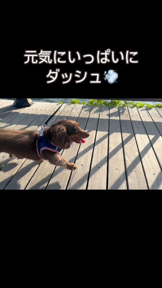 ☆♡☆♡☆♡♡☆♡♡♡☆☆♡
今日も元気に爆走💨
朝から元気なチョコちゃん🐶
お散歩が大好きわんこなのでした🥰
☆♡☆♡☆♡♡☆♡♡♡☆☆♡

#いぬすきさんと繋がりたい🐶 
#カニンヘン 
#カニンヘンダックス 
#カニンヘンダックスフンド 
#犬とお散歩 
#犬好きさんと繋がりたい 
#犬好きな人と繋がりたい 
#ダックス
#朝の散歩🐾