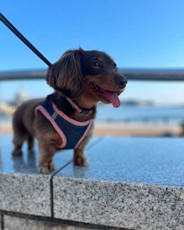 おはようございます😃
今日も朝からいい天気です✨☀️✨

良い1日になりますように❣️

#カニンヘン
#カニンヘンダックス 
#カニンヘンダックスフンド 
#犬と散歩 #犬と散歩できる公園 
#犬と散歩できる幸せ 
#犬と散歩で見えた風景 
#犬と散歩🐾 
#いぬすたぐらむ 
#犬好きさんと繋がりたい 
#いぬすきさんと繋がりたい🐶 
#ダックス 
#ダックスフンド