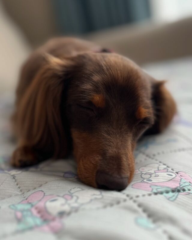おはようございます😃
お散歩から帰ってきてすやすやお昼寝中😴💤
寝顔が可愛いです💕

#いぬすきさんと繋がりたい🐶 
#カニンヘン 
#カニンヘンダックス 
#カニンヘンダックスフンド 
#ダックス
#ダックスフンド 
#お昼寝 
#犬の寝顔 
#犬の寝顔が最高の癒し 
#犬の寝顔は天使です