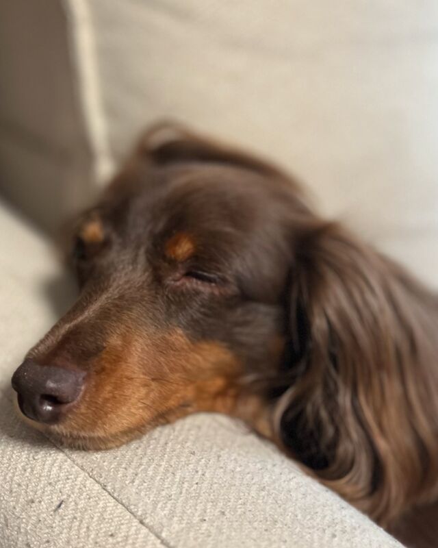 今日のまったりタイム😊
ソファが定位置の我が家のカニンヘンダックスのチョコちゃん🐶
私もこんな風にリラックスしたいなぁ…✨ 

#ダックスフンド #犬との暮らし #癒し #穏やかな時間 #dog #dachshund #dogsofinstagram #relaxtime #mydog #カニンヘンダックス #カニンヘン #犬のリラックスタイム #犬の寝顔
