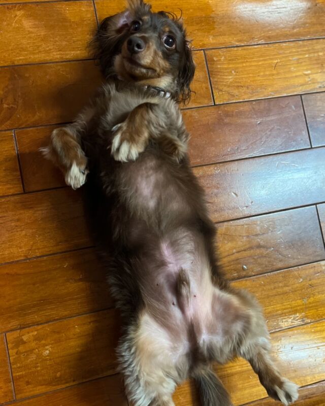 なんですか？
とでも言いたげなチョコちゃん🐶

#いぬすきさんと繋がりたい🐶 
#犬のいる暮らし 
#犬のいる生活 
#犬のへそ天 
#へそ天
