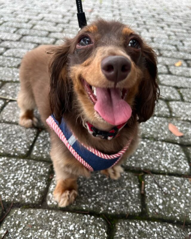 おはようございます😊
少しづつ朝が涼しくなり始めましたね💕
お散歩好きなチョコちゃんも楽しそうです❣️

#お散歩好きな犬 
#犬と散歩
#ダックス 
#ダックスフンド 
#カニンヘン 
#カニンヘンダックス 
#カニンヘンダックスフンド 
#犬好きな人と繋がりたい 
#犬好きさんと繋がりたい 
#いぬのいる生活 #犬のいる暮らし