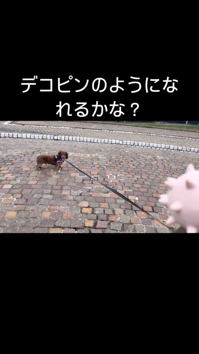 大谷さんところのデコピンは始球式が出来たみたいね❣️うちのチョコちゃんも頑張ってみた🐶

ボールに全然興味なし😭

#いぬすきさんと繋がりたい🐶 
#デコピン 
#デコピンと繋がりたい 
#ダックス 
#ダックスフンド 
#カニンヘン 
#カニンヘンダックス 
#カニンヘンダックスフンド 
#いぬとさんぽ 
#犬と公園散歩