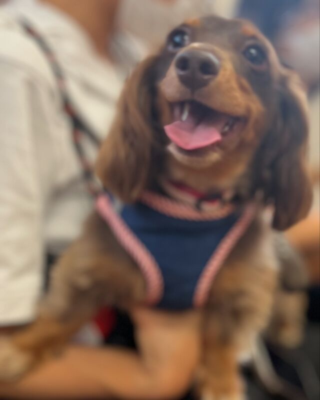 チョコと動物病院へ🐶
混合ワクチンを打ちにいきました🏥
また1年元気に過ごせますように😊
注射頑張ったね💉
#愛犬 #ミックス犬 #チョコ #ワクチン接種 #動物病院 #犬 #ふわもこ部 #dog #puppy #petstagram #instadog #カニンヘン #カニンヘンダックス #カニンヘンダックスフンド #犬のいる暮らし #犬のいる生活 #犬のワクチン接種