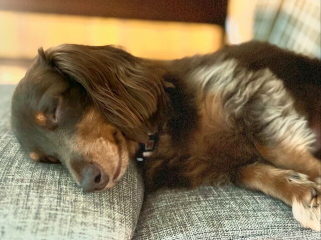 散歩から帰ってきた後、ぐっすりお昼寝中のチョコちゃん🐾💤
今日はたくさん歩いたから、いい夢見てね✨

#お昼寝 #愛犬 #散歩 #疲れたね #幸せな時間 
#カニンヘン #カニンヘンダックス #カニンヘンダックスフンド #犬のいる暮らし #いぬのいる暮らし #いぬのきもち #いぬすたぐらむ #いぬすきさんと繋がりたい🐶